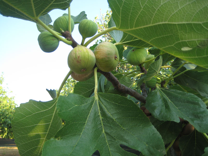 History of Fig trees - Figs from Greece